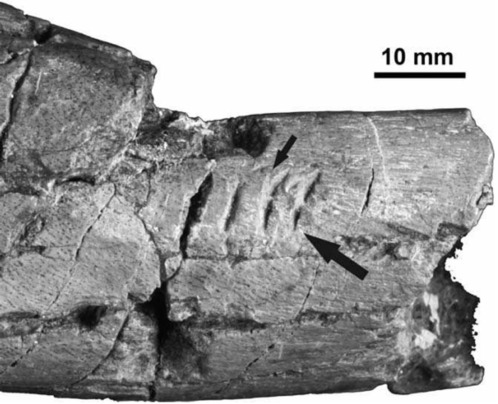 Tenontosaurus bone bearing bite marks attributed to Deinonychus (from Gignac et al. 2010)