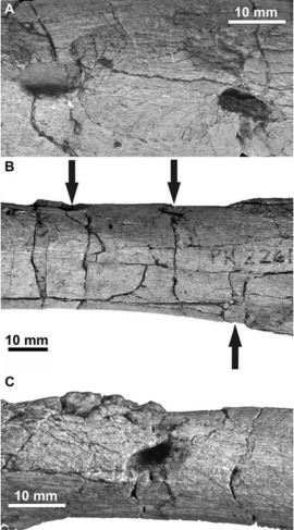 Tenontosaurus bone bearing bite marks attributed to Deinonychus (from Gignac et al. 2010)